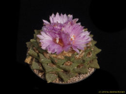 Ariocarpus fisuratus 1488